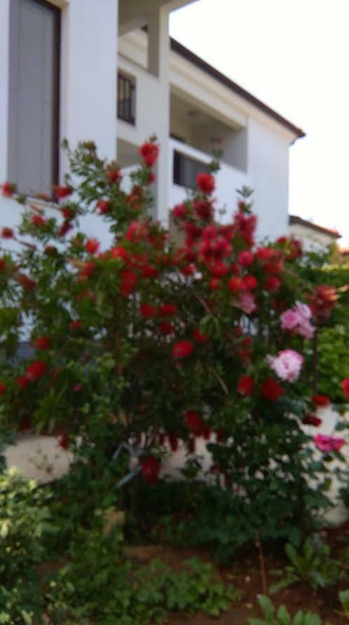Stella Marina Apartment Umag Ngoại thất bức ảnh